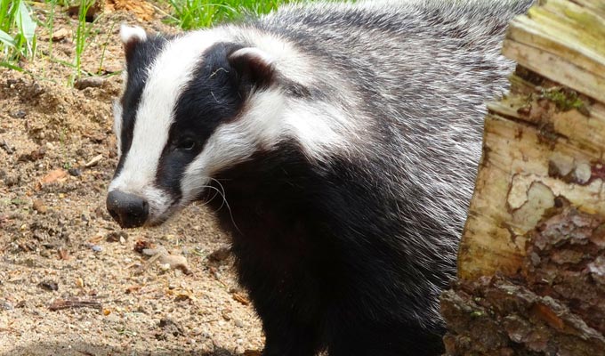 So I went to a restaurant serving badger... | The funniest tweets of the week