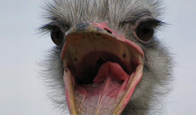 Death by ostrich | WTF: Weekly Trivia File