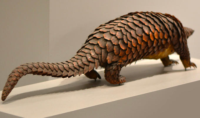 What is an armadillo? | Tweets of the week