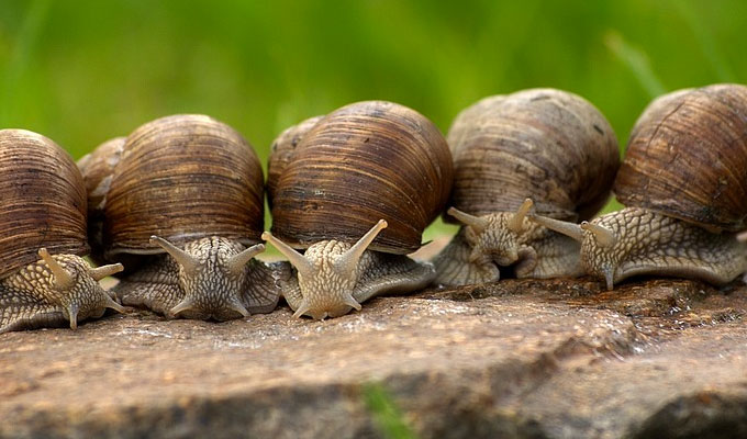 Why are slugs faster than snails? | Tweets of the week