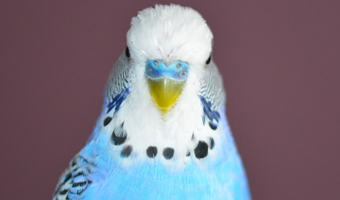 My budgie broke its legs... | Tweets of the week