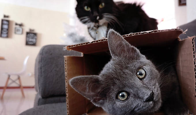 How do cats send packages? | Tweets of the week