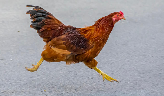 What does a chicken running the marathon wear? | Tweets of the week