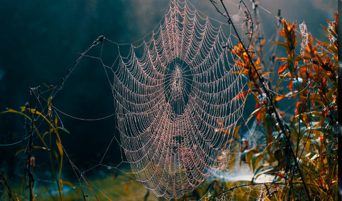The truth about cobwebs... | Tweets of the week