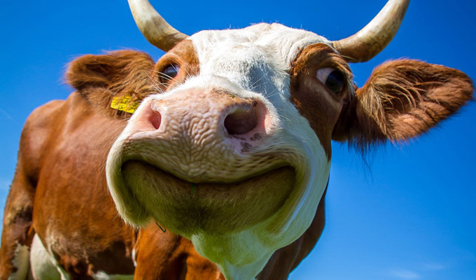 My pet cow’s still missing... | Tweets of the week