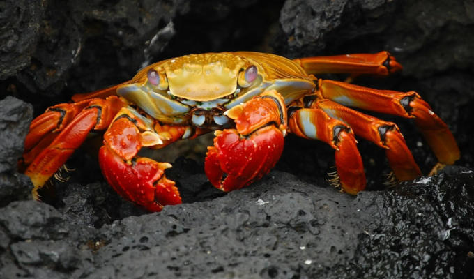 Know any crabsolutely fabulous puns? | The hunt is on for the funniest crustacean jokes