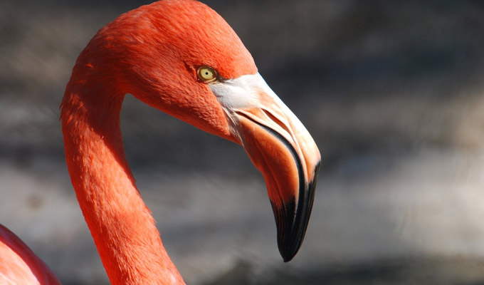 My boyfriend told me to stop acting like a flamingo... | Tweets of the week