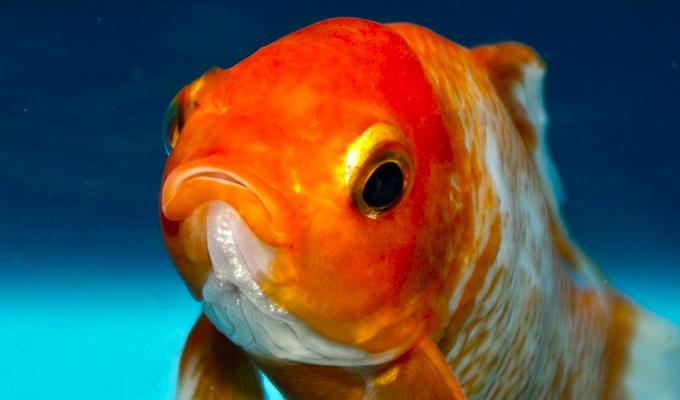 My little brother won a goldfish... | Tweets of the week