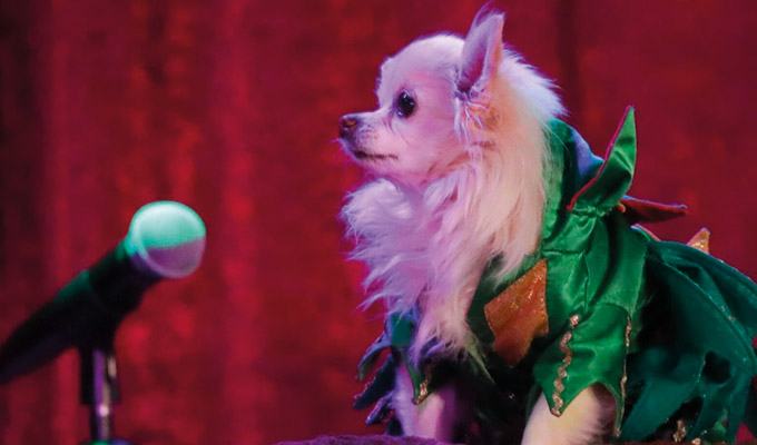 Mr Piffles spurns the Fringe! | Piff The Magic Dragon recruits an 'untrained stunt double' to stand in