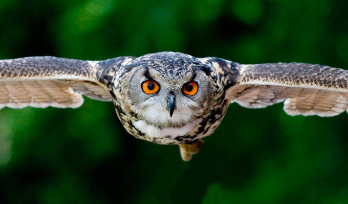 'I taught my owl how to tell bad jokes...' | Tweets of the week