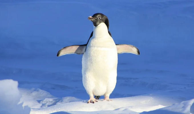 And the Mandarin word for penguin is... | Tweets of the week