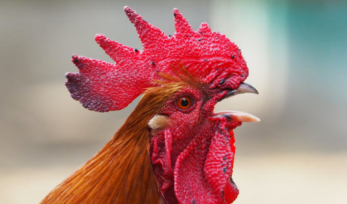 No man needs more than one rooster... | Tweets of the week