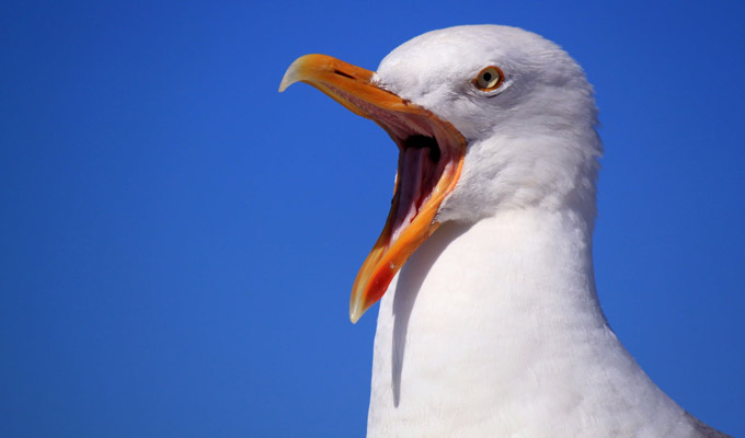 You go, gull... | Revealed: The high cost of putting a seagull in your sitcom