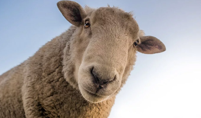 Impersonating a sheep... | Tweets of the week